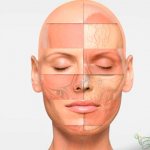 Анатомия лица для косметологов