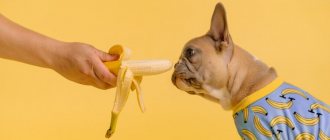 banana and dog