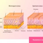 Collagen in skin