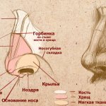 Bridge of the nose. Where it is located, anatomy, why it itches, hurts 