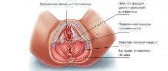 Layout of the pelvic floor levator muscles