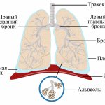 The structure of the human lungs